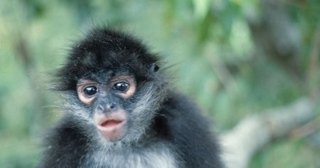 Aubade mexicaine pour un petit singe mort (sur France-Inter)