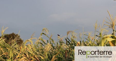 A Lire sur Reporterre : Le Mexique interdit le maïs (...)